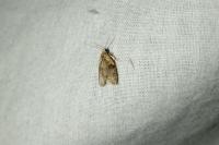 Capua vulgana