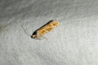 Rhyacionia buoliana