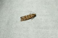 Rhyacionia pinivorana