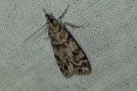 Scoparia
