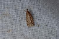 Eudonia pallida