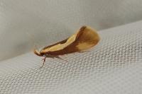 Harpella forficella