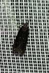Neofaculta ericetella