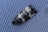 Argyroploce bipunctana