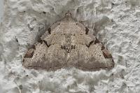 Macaria wauaria