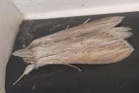 Cucullia umbratica