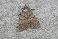 Aglossa pinguinalis