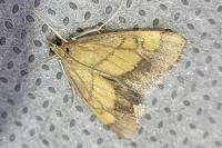 Evergestis limbata