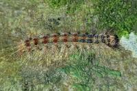 Lymantria dispar