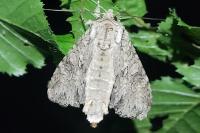 Polia nebulosa
