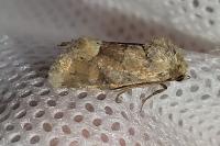 Oligia fasciuncula