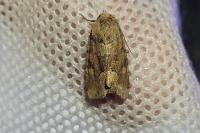 Oligia fasciuncula