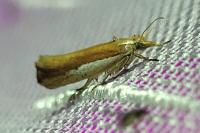 Ypsolopha parenthesella