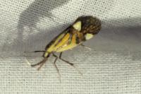 Alabonia geoffrella