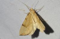 Gandaritis pyraliata