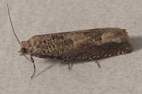 Eucosma