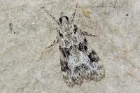Eudonia delunella