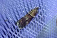 Acrobasis repandana