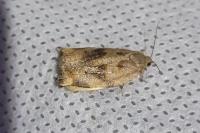 Archips crataegana