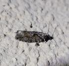 Zeiraphera isertana