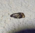Ditula angustiorana