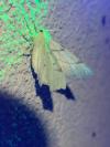 Ennomos erosaria