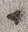 Aglossa caprealis