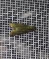 Eccopisa effractella