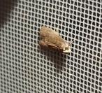 Eccopisa effractella