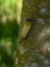 Chrysoteuchia culmella