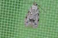 Symmoca signatella