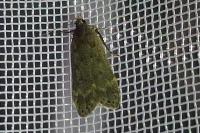 Anacampsis