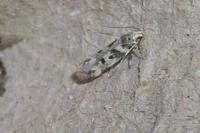 Chionodes electella