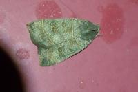 Ipimorpha subtusa