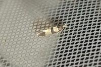 Goidanichiana jourdheuillella