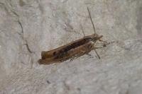 Ypsolopha ustella