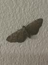 Eupithecia vulgata