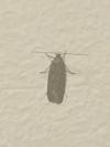 Hofmannophila pseudospretella