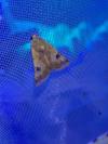 Heliothis peltigera
