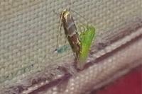 Cameraria ohridella