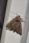 Parastichtis suspecta