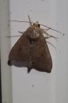 Parastichtis suspecta