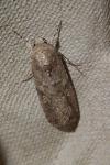 Spodoptera exigua