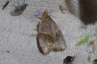 Clepsis dumicolana