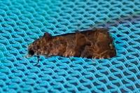 Lobesia botrana/reliquana