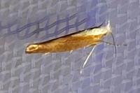 Argyresthia albistria