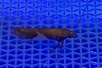 Caloptilia stigmatella