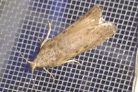 Lamoria anella