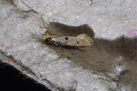 Tinea trinotella