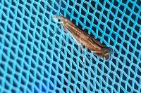 Isophrictis